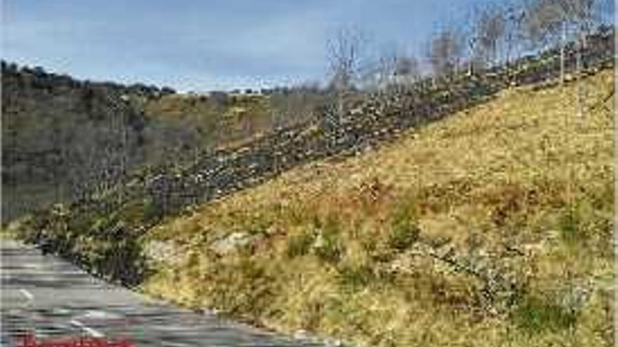 L&#039;àrea agrícola afectada pel foc a la zona de Can Pastoret de Molló.