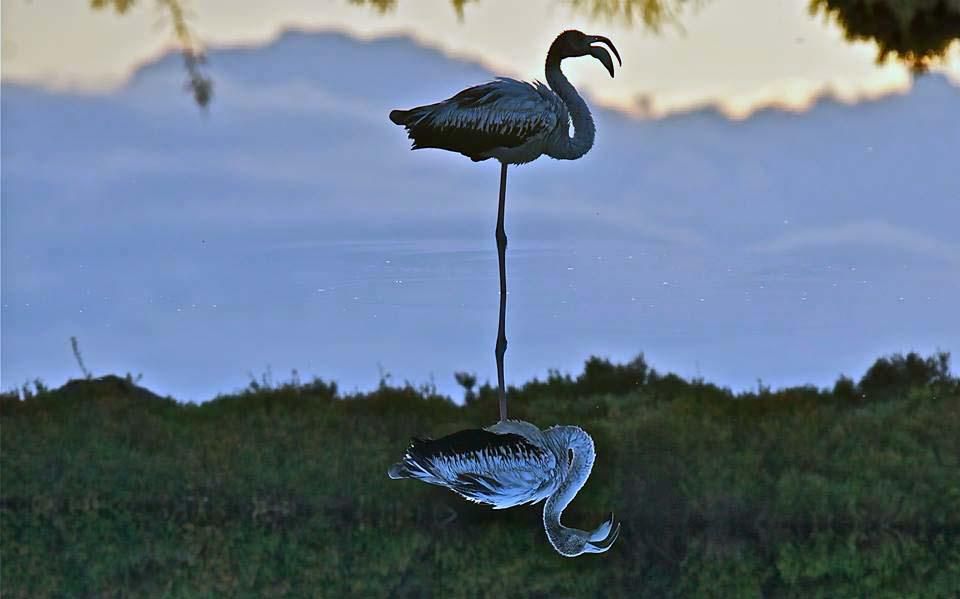 Flamencos en Ibiza