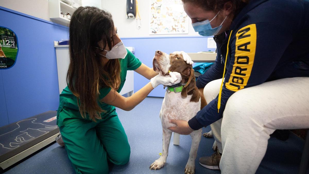 Un perro es atendido en la Clínica Veterinaria Sant Jordi