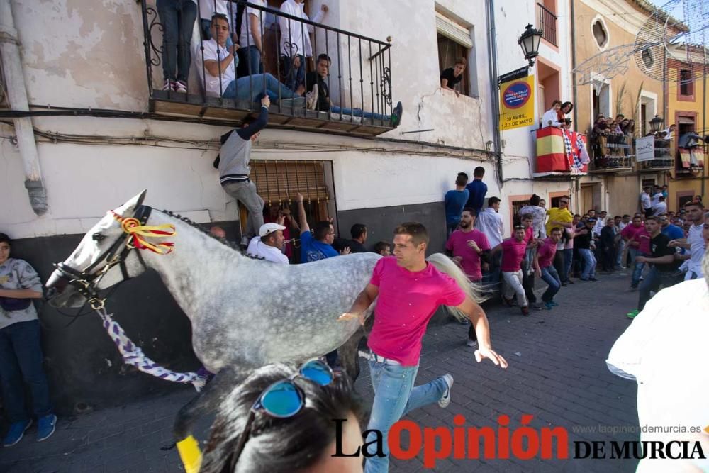 Caballo a pelo Caravaca (Desfile)