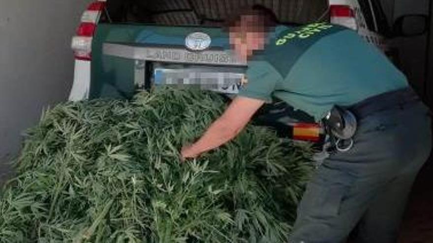 Plantas de marihuana incautadas en Tábara
