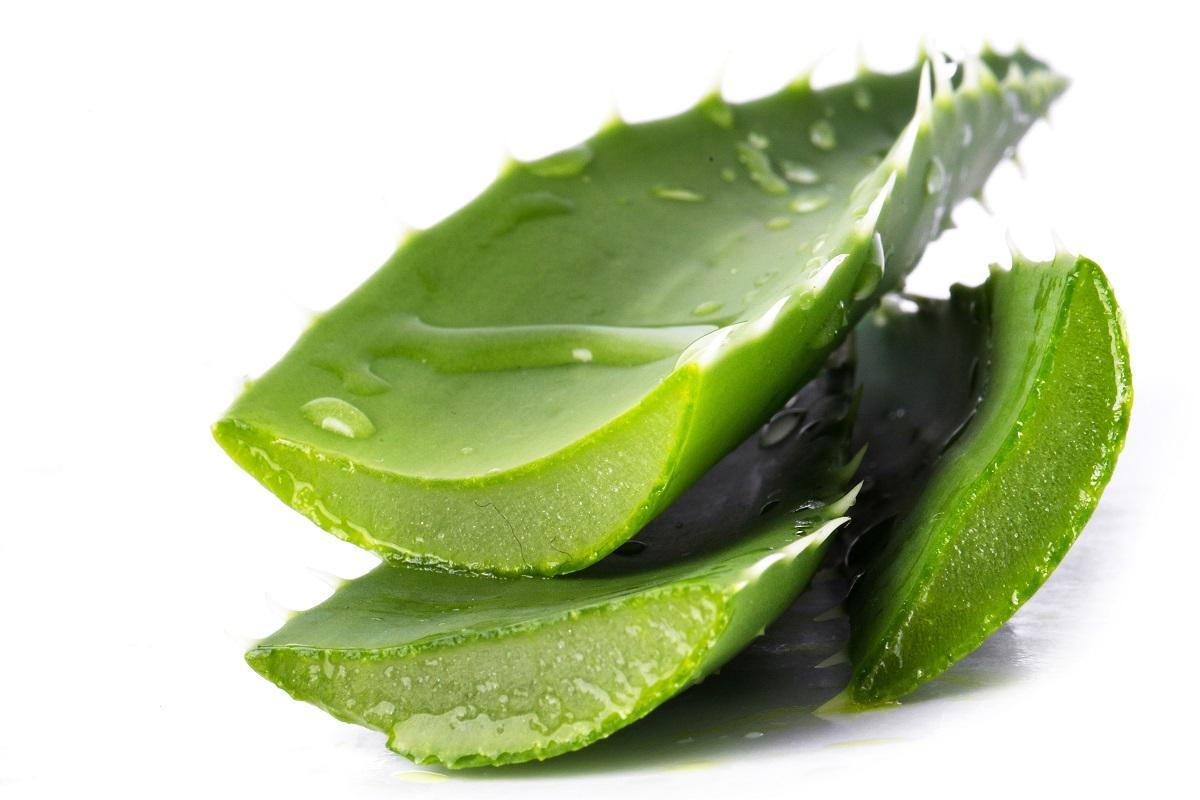PLANTA ALOE VERA | T tambin te echas aloe vera en las quemaduras?  Boticaria Garca lo desaconseja