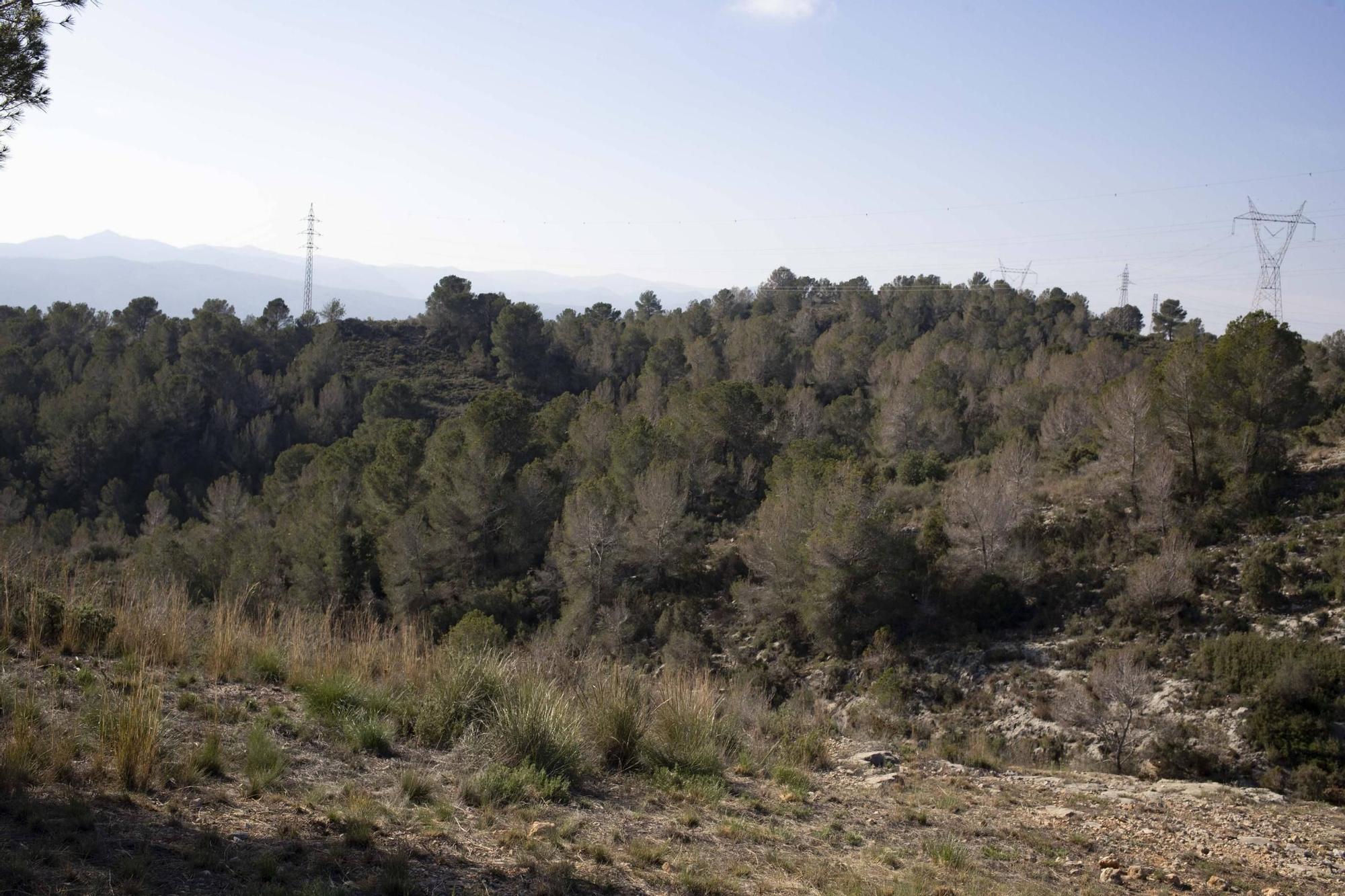 La procesionaria, una plaga que se expande en las zonas naturales