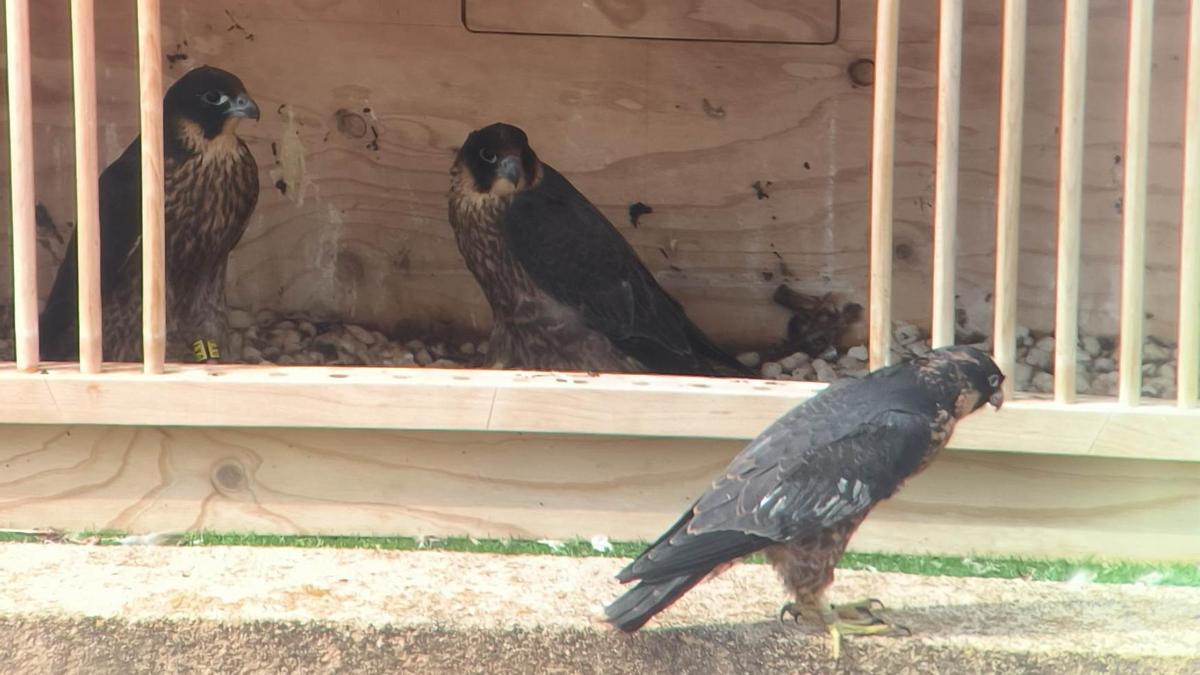 Halcones en las cajas de liberación construidas por los alumnos del Centro de Formación municipal.