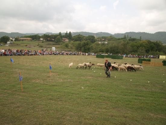 Concurs de gossos d''atura de Castellterçol