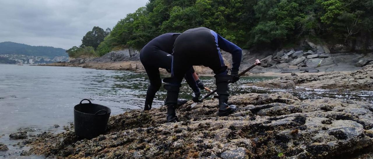 Bateeiros recogiendo mejilla en las rocas del litoral.