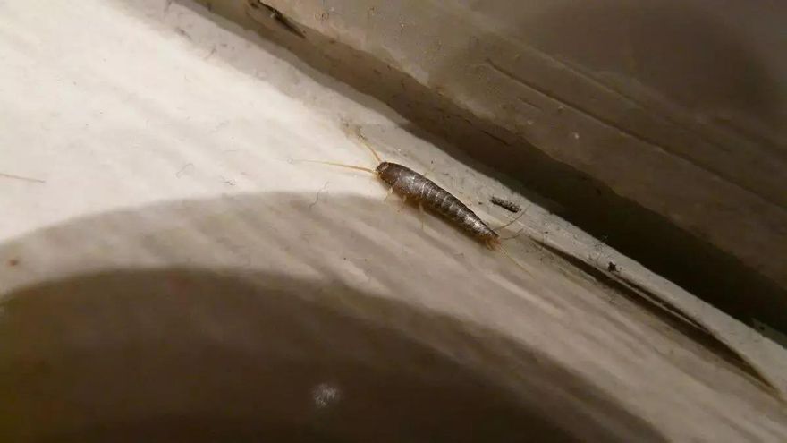 Vuelven los pececillos de plata: la cuchara que impide aparezcan en casa y hagan nidos