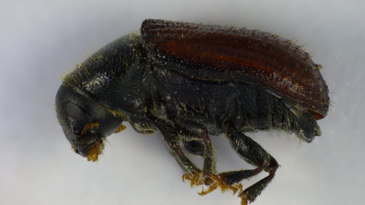 Ejemplar de Tomicus Destruens.