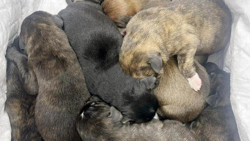 Rescatan a 11 cachorros de perro que iban a ser abandonados en un paraje de Cieza