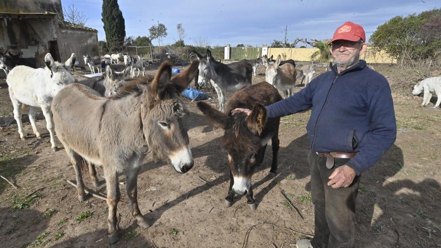 El veterinario que avaló la zona del Desert de les Palmes para los burros defiende el proyecto ante el juez