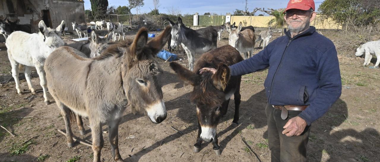 El ganadero y propietario de los burros, Juan Librán, junto a los animales que sobrevivieron al proyecto, en su finca ubicada en el Grau de Castelló.