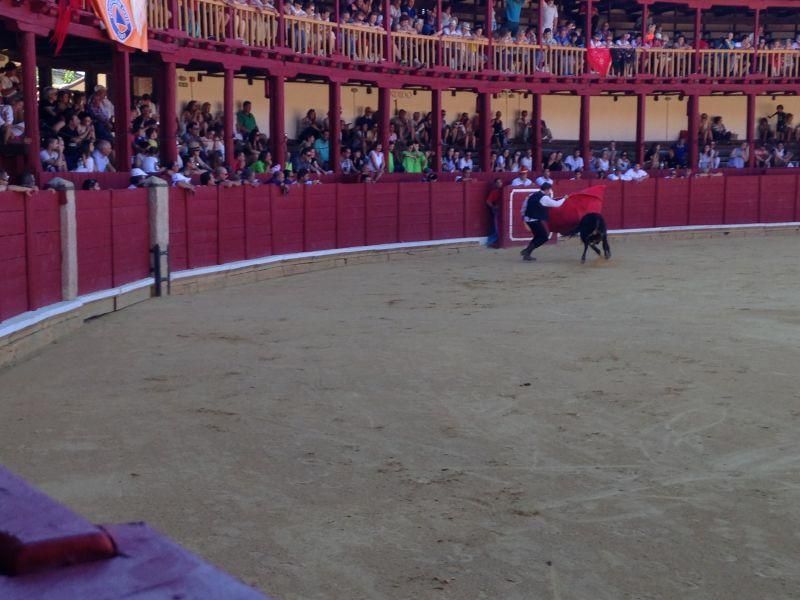 Fiestas en Toro | Becerrada de las peñas