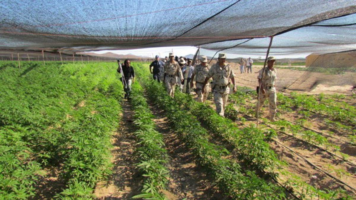 Soldados mexicanos recorren la plantación de marihuana descubierta en Ensenada, el jueves.