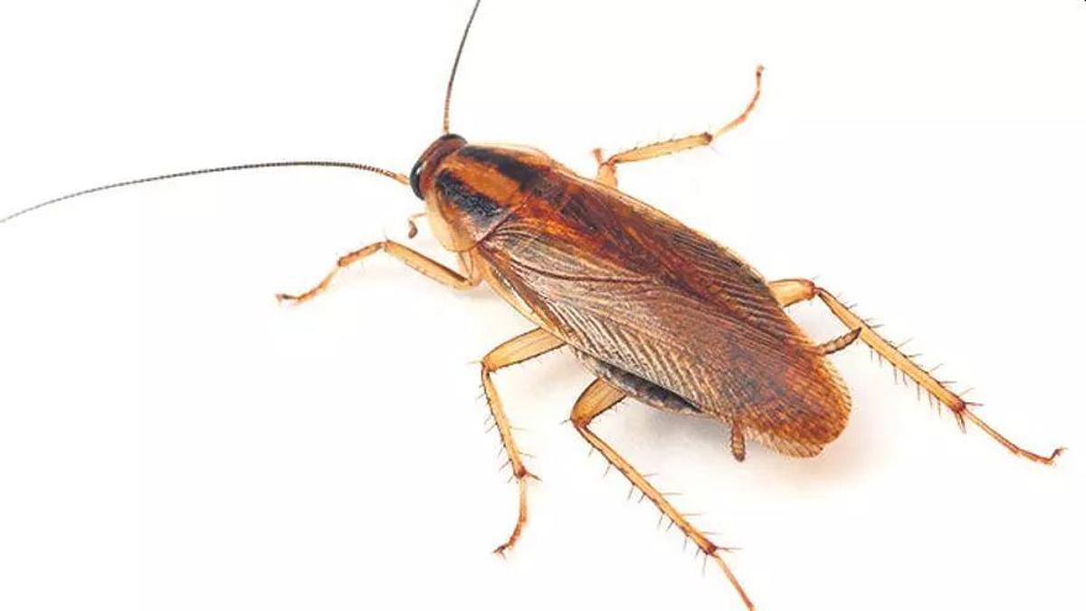 La cucaracha alemana solo mide alrededor de 1,5 centímetros.