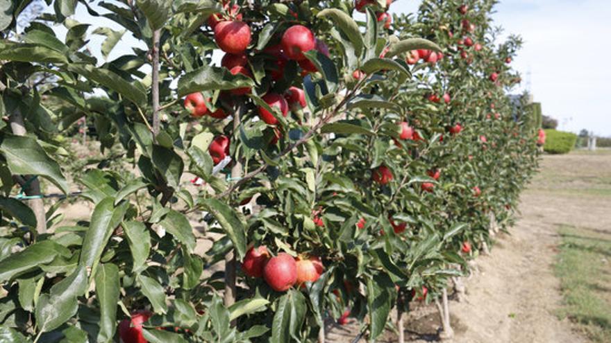Els costos agrícoles de producció de la poma s’han disparat un 41%