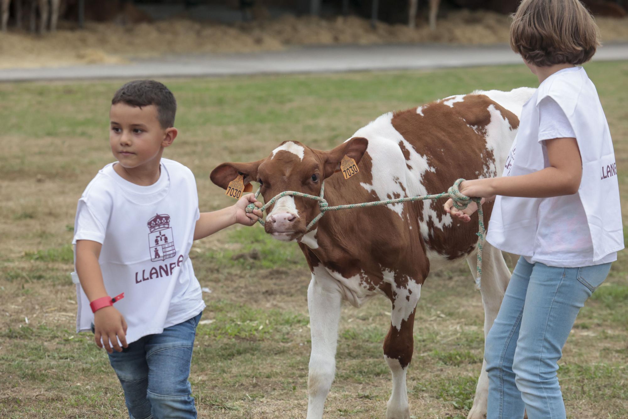 Los jóvenes de Llanera aprenden a manejar el ganado