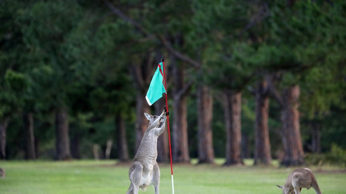 Los canguros también juegan al golf