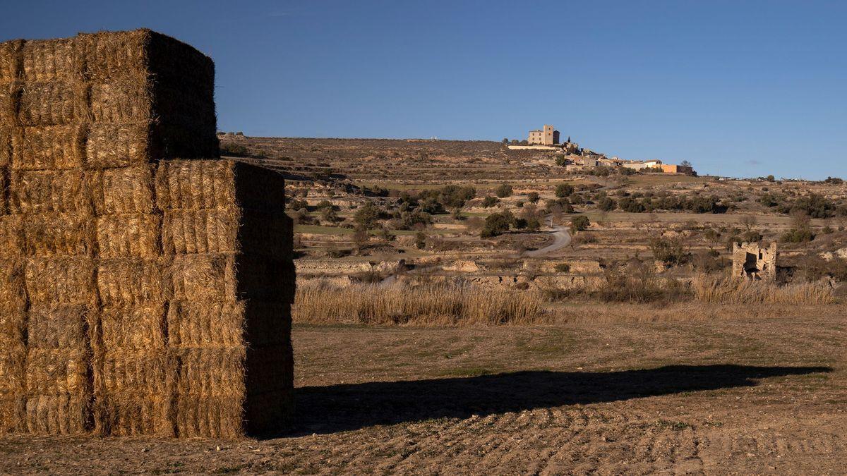 Campos de cereales en la comarca leridana de La Segarra.