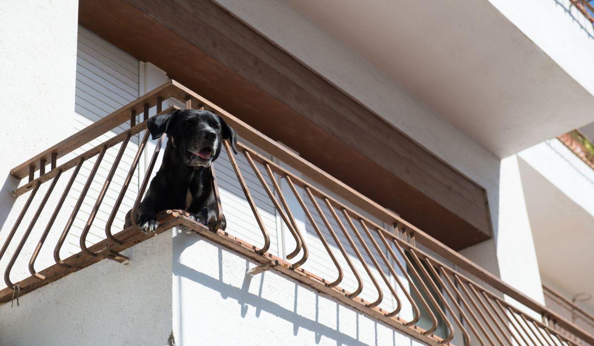 El aviso para quienes tienen perro o gato en casa: la terraza puede convertirse en un problema legal con el calor