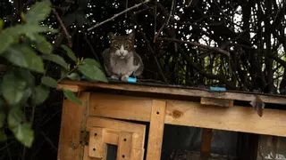¿Cuántos gatos callejeros hay en Gijón? Se reparten en 202 colonias por toda la ciudad