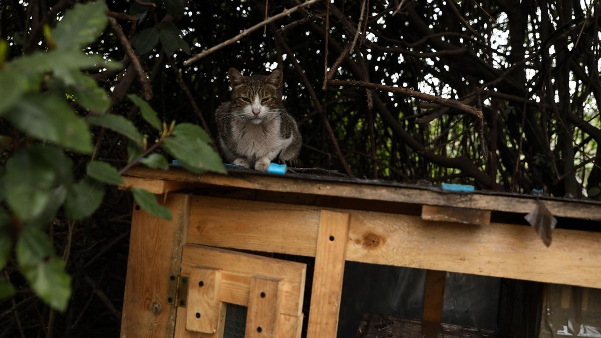 Un gato en una colonia de Gijón.