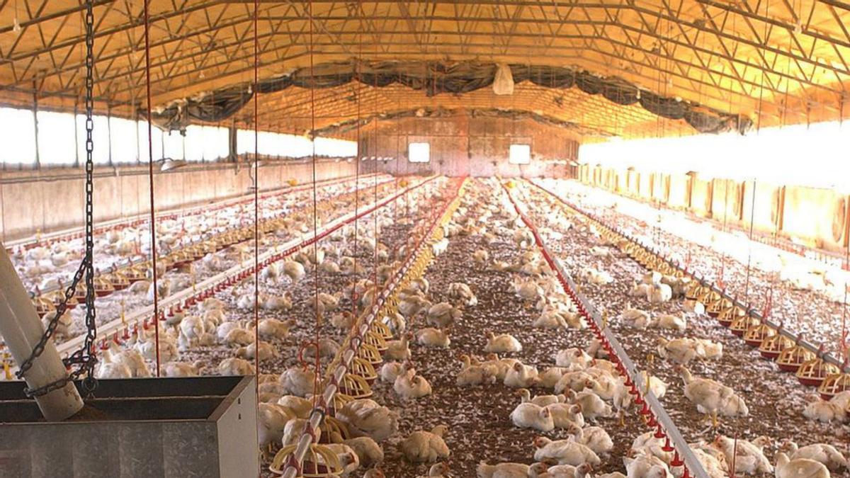 Granja de pollos, de las que más abundan en la provincia.   | // I. OSORIO
