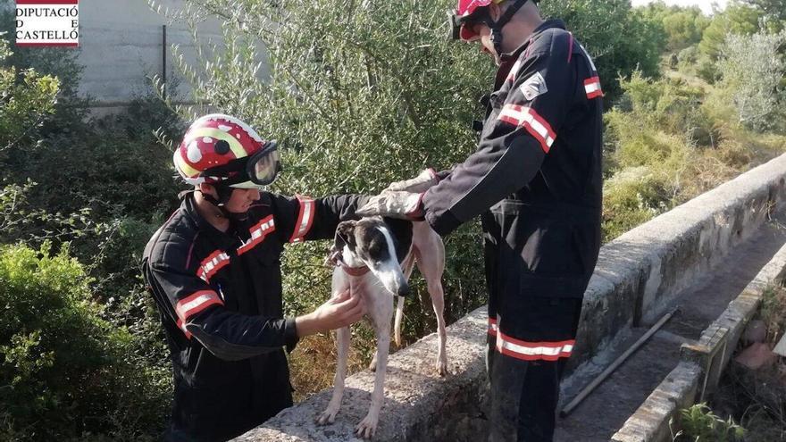 Rescatan un perro perdido y caído a un zarzal en Onda