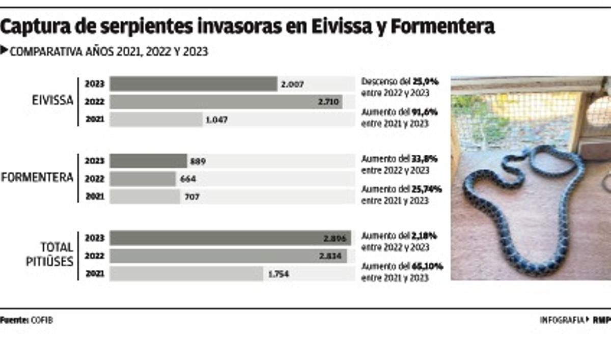 Infografía de capturas de serpientes invasoras en Ibiza y Formentera.