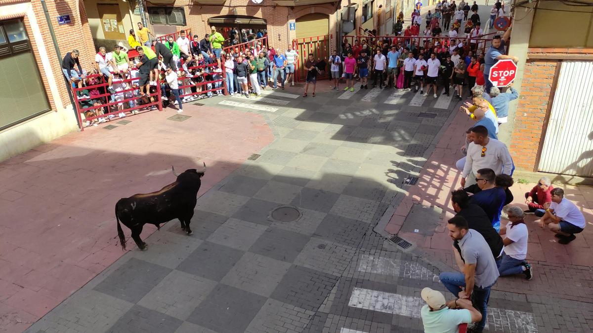 GALERÍA: El toro del cajón de La Reata, de las fiestas de Benavente, en imágenes