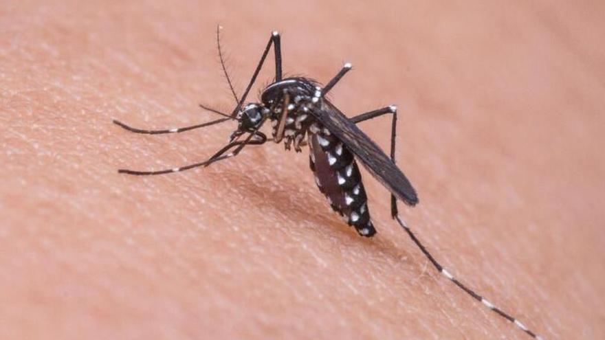 En las macetas: ahí está el mejor truco para eliminar los mosquitos con las ventanas abiertas