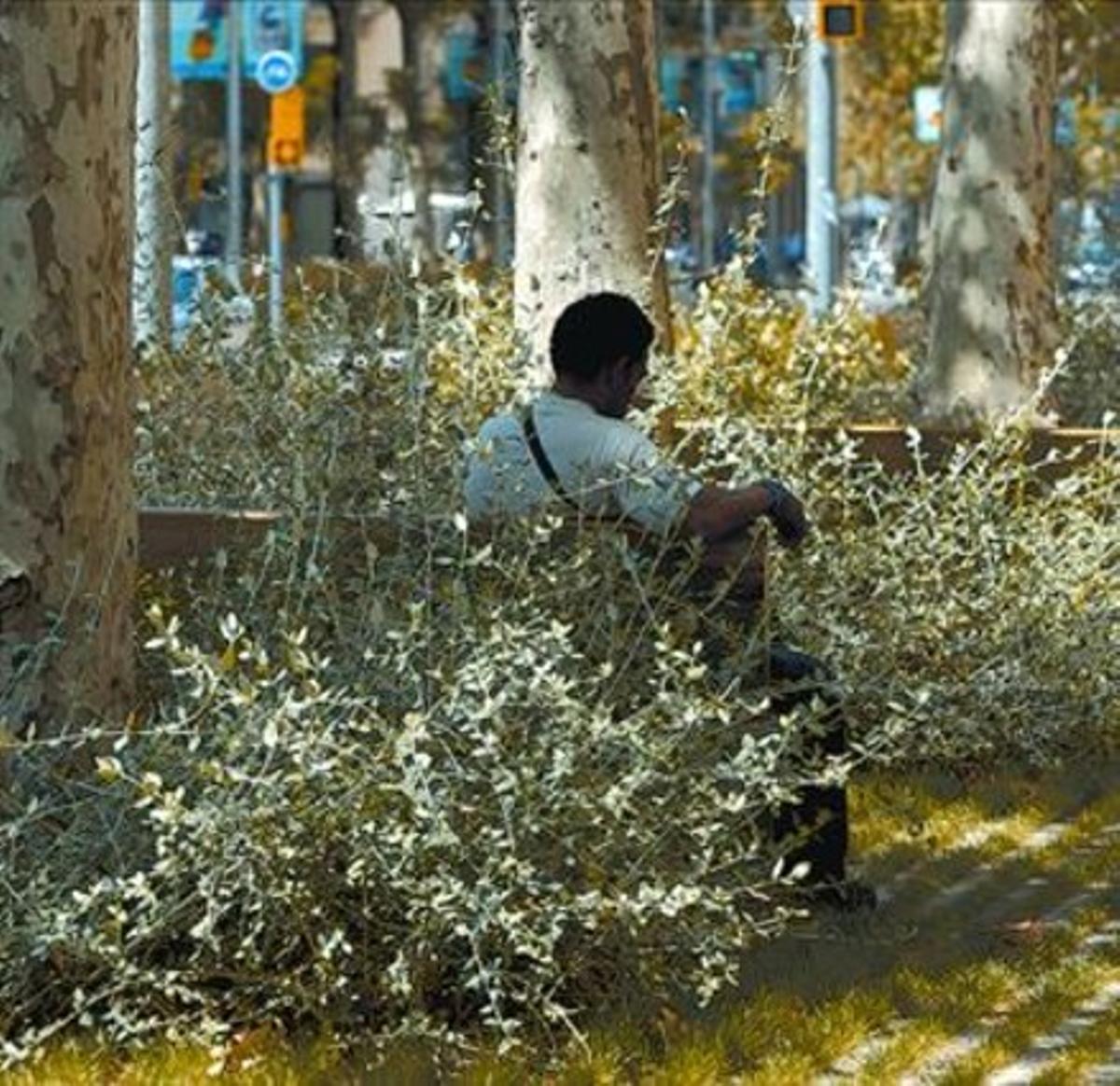 Un hombre pasa la mañana entre la densa vegetación del paseo, ayer.