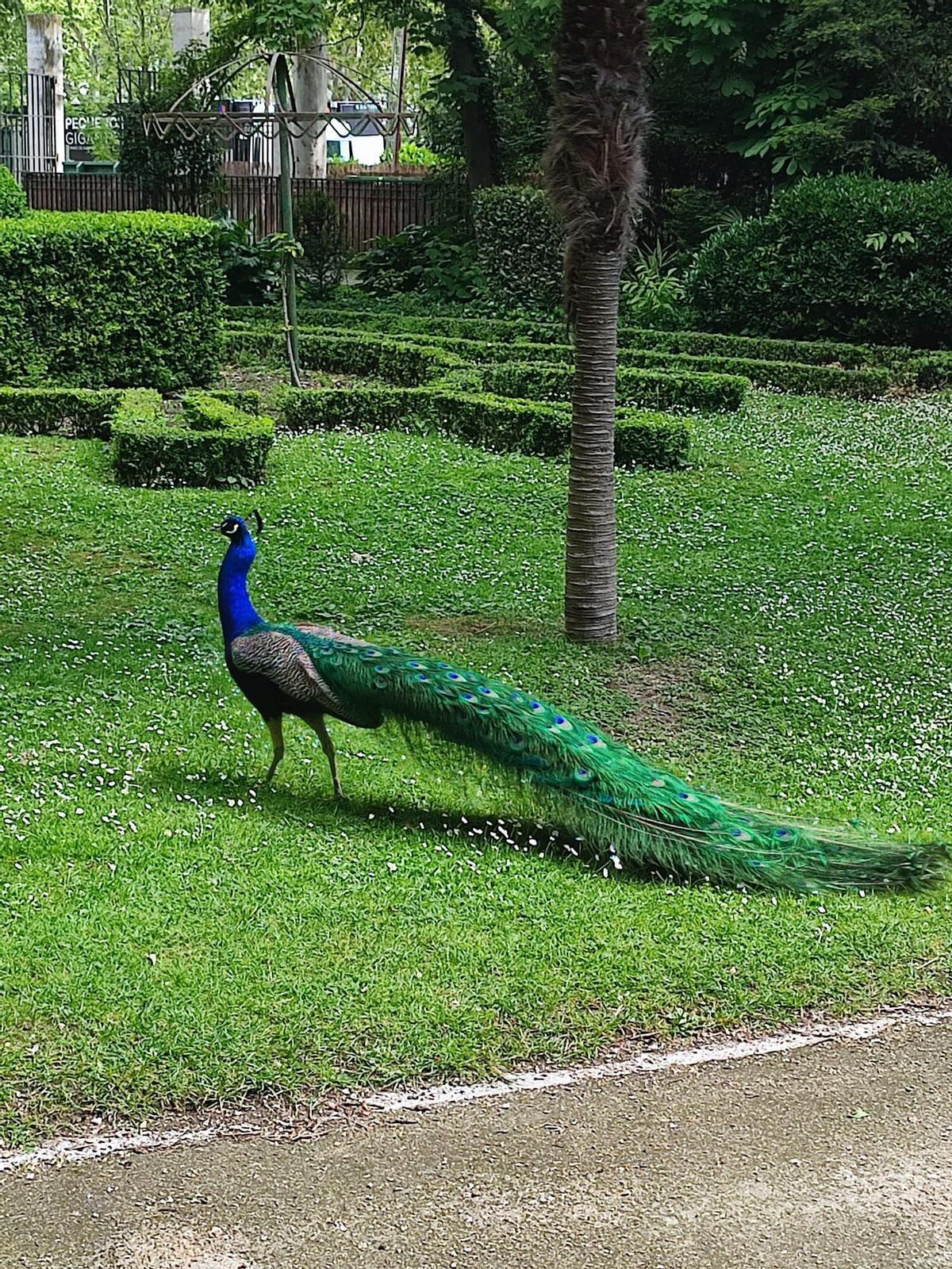 Uno de los pavos reales del Campo Grande de Valladolid.
