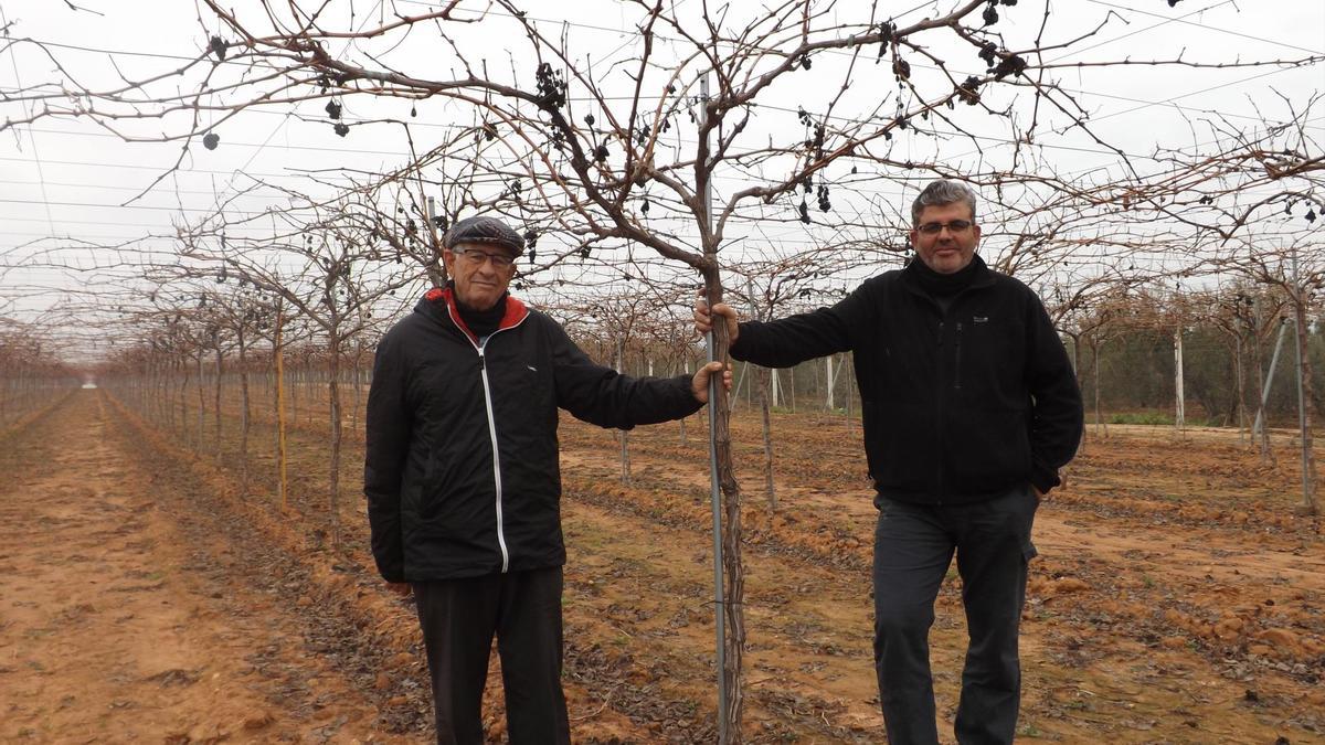 Antonio Amador, gerente de Chronofruit, junto a su padre, en una de las parcelas donde cultiva su uva. / El Correo