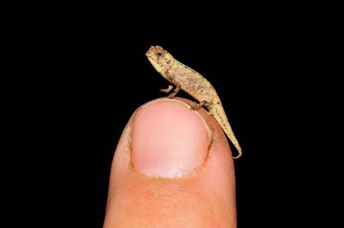 Descobert el nanocamaleó: el rèptil més diminut del planeta Descobert el nanocamaleó: el rèptil més diminut del planeta
