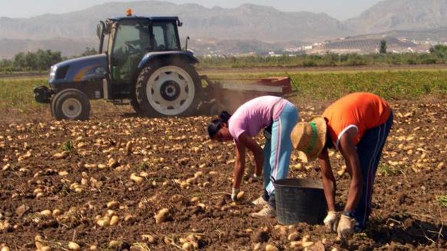 Trabajadoras recogen patatas durante la cosecha en la comarca de Antequera.