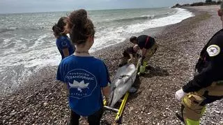 Los bomberos retiran un delfín muerto de la playa de Nules