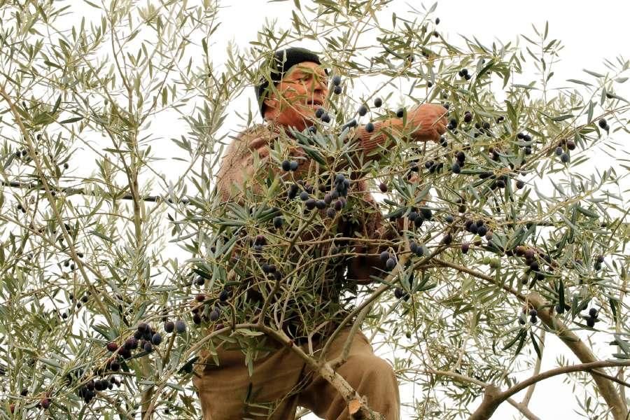 Recogida de aceituna en Fermoselle