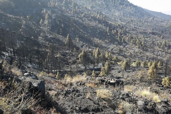 INCENDIO EN LA PALMA