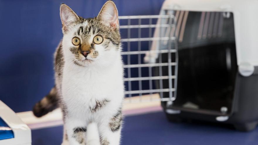 Ahuyentar gatos del coche ¿Qué hacer?