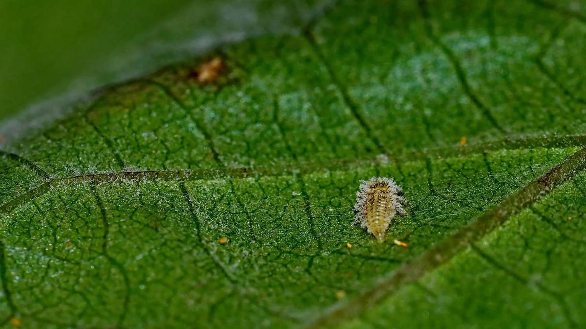 Primer plano de una filoxera.