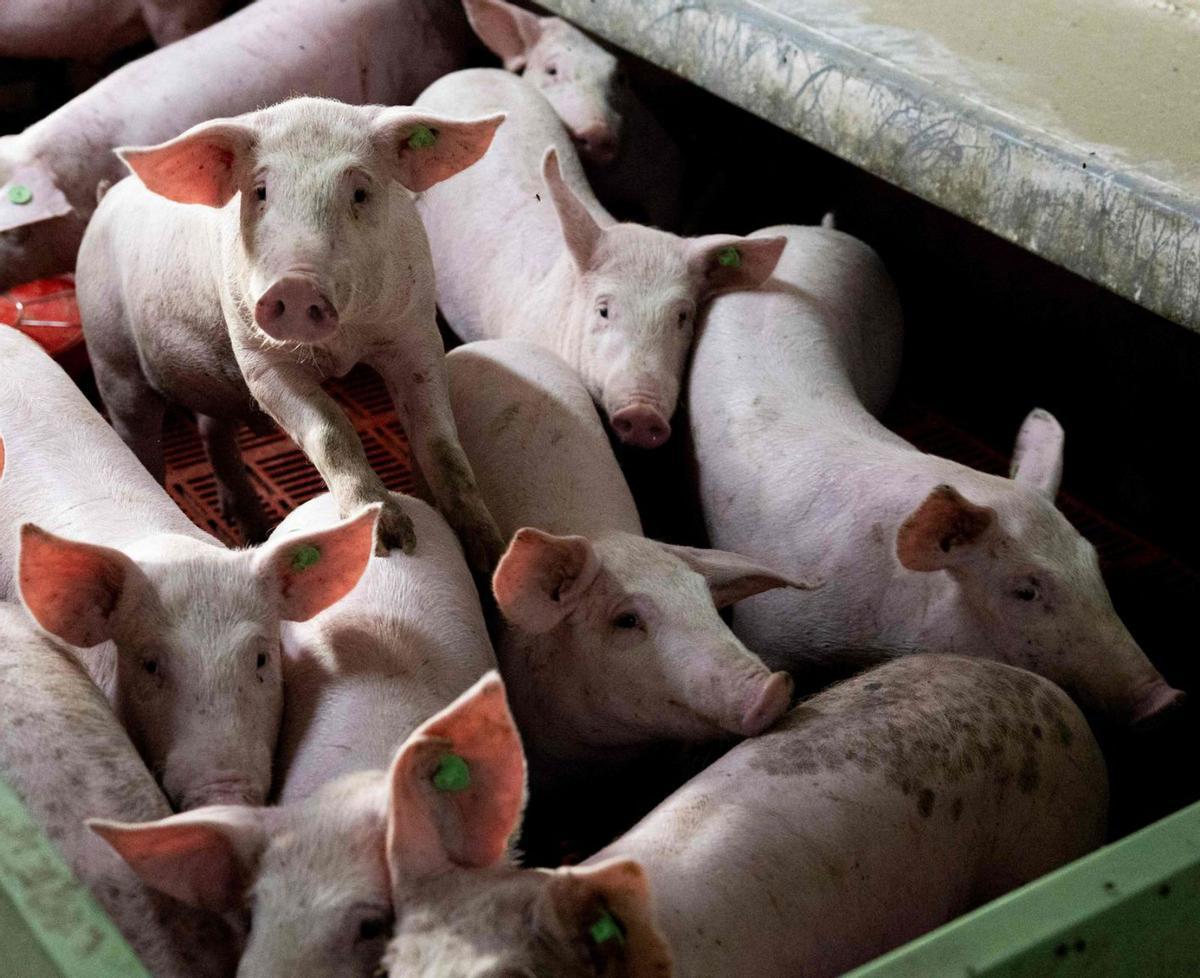 Una instal·lació porcina.