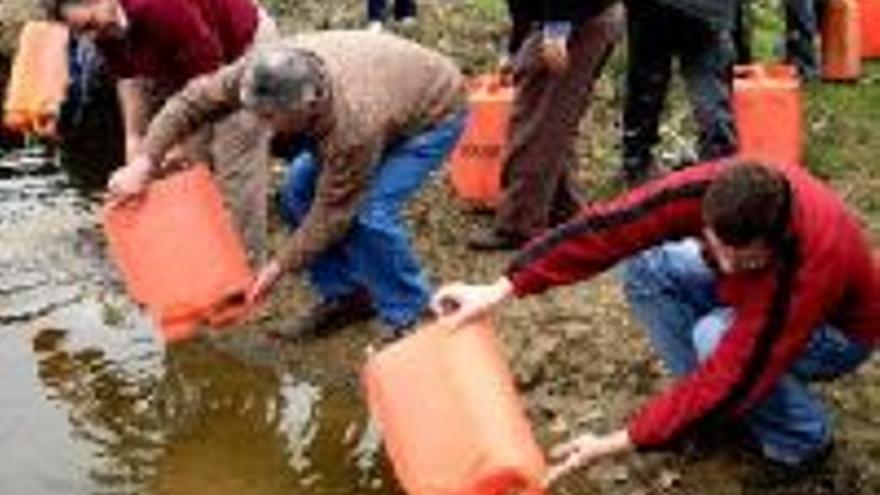 UNAS 20.000 TENCAS NADAN YA EN UNA CHARCA MUNICIPAL DE MORALEJA