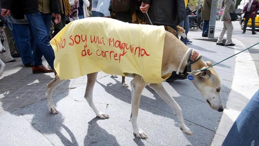 Entrenar galgos: ¿maltrato  o bienestar para el animal?