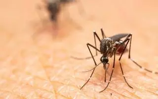 Cómo combatir a los mosquitos transmisores del virus del Nilo