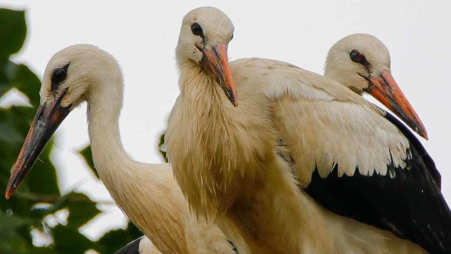 Los tres pollos de cigüeña nacidos en Noreña empiezan a volar