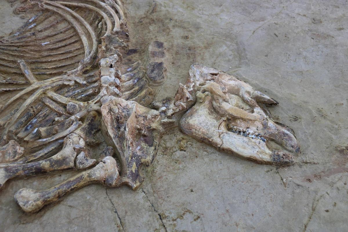 Les imatges de l'esquelet de cria de tapir al jaciment del Camp dels Ninots de Caldes Les imatges de l'esquelet de cria de tapir al jaciment del Camp dels Ninots de Caldes