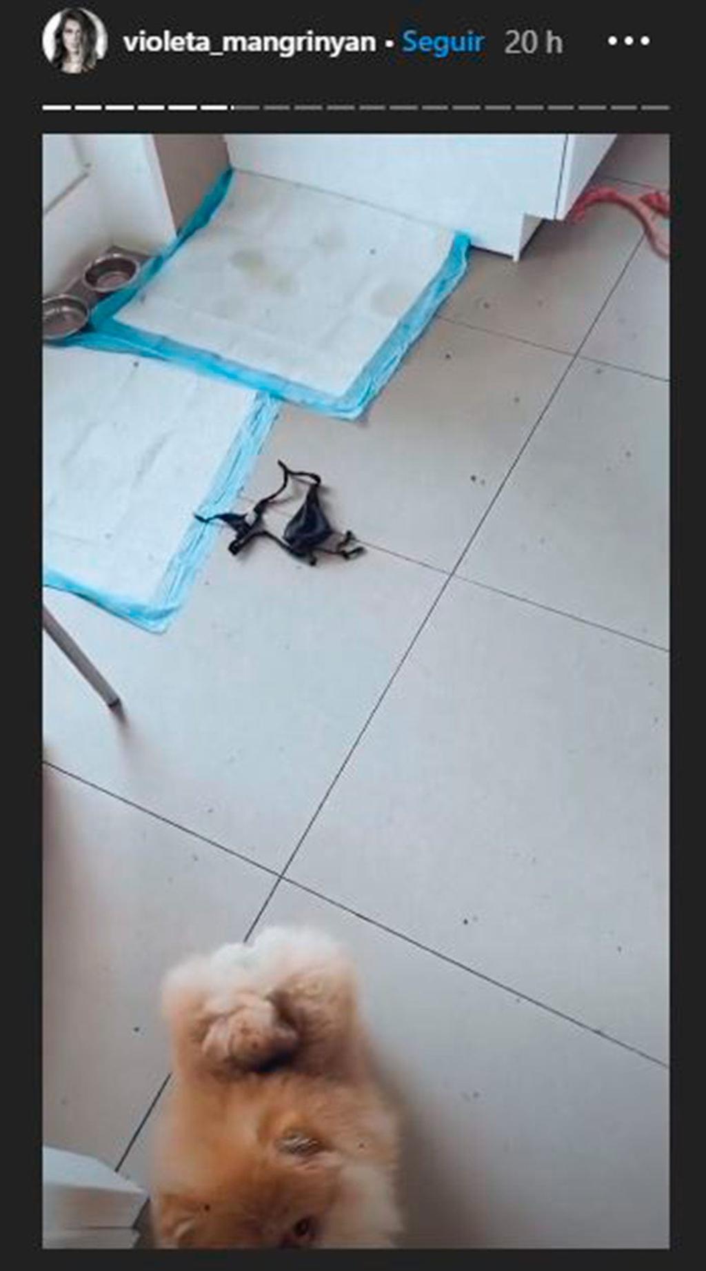 Violeta cuenta que Canela le ha roto el tanga.