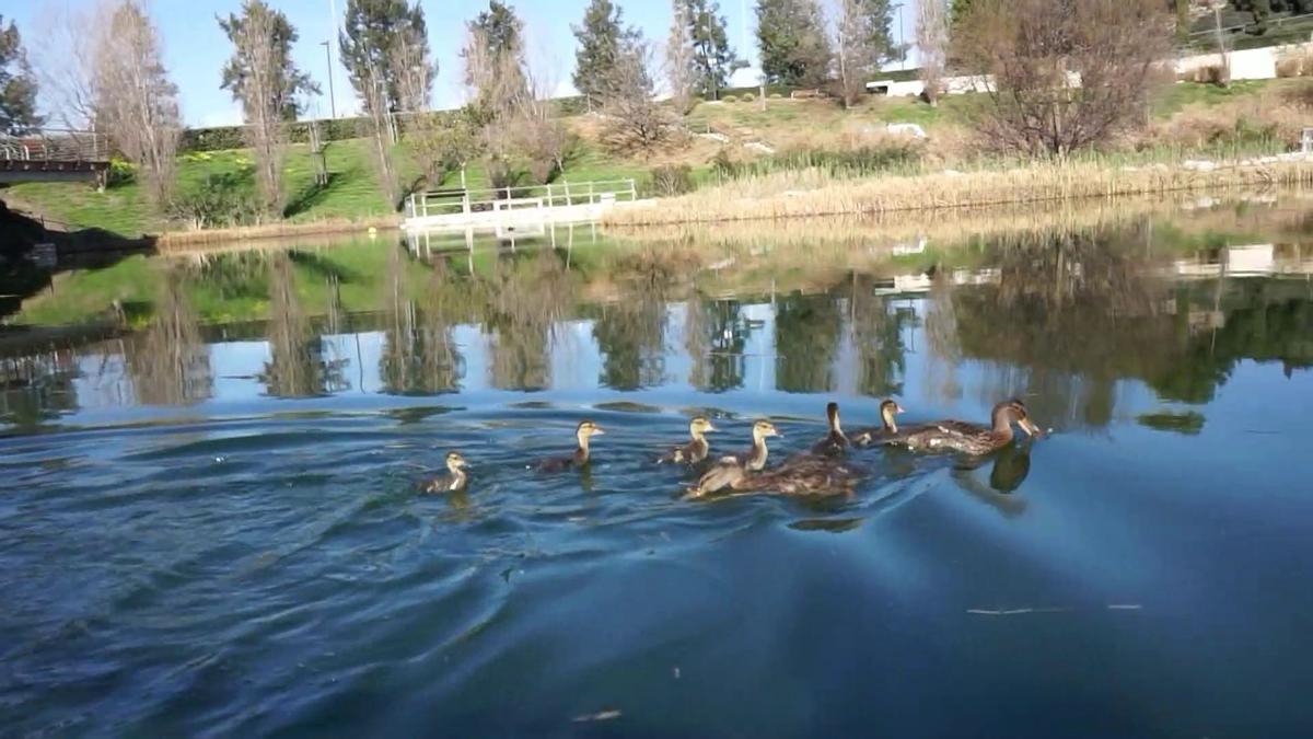 Una familia de patos libres ya en el parque inundable de la playa de San Juan