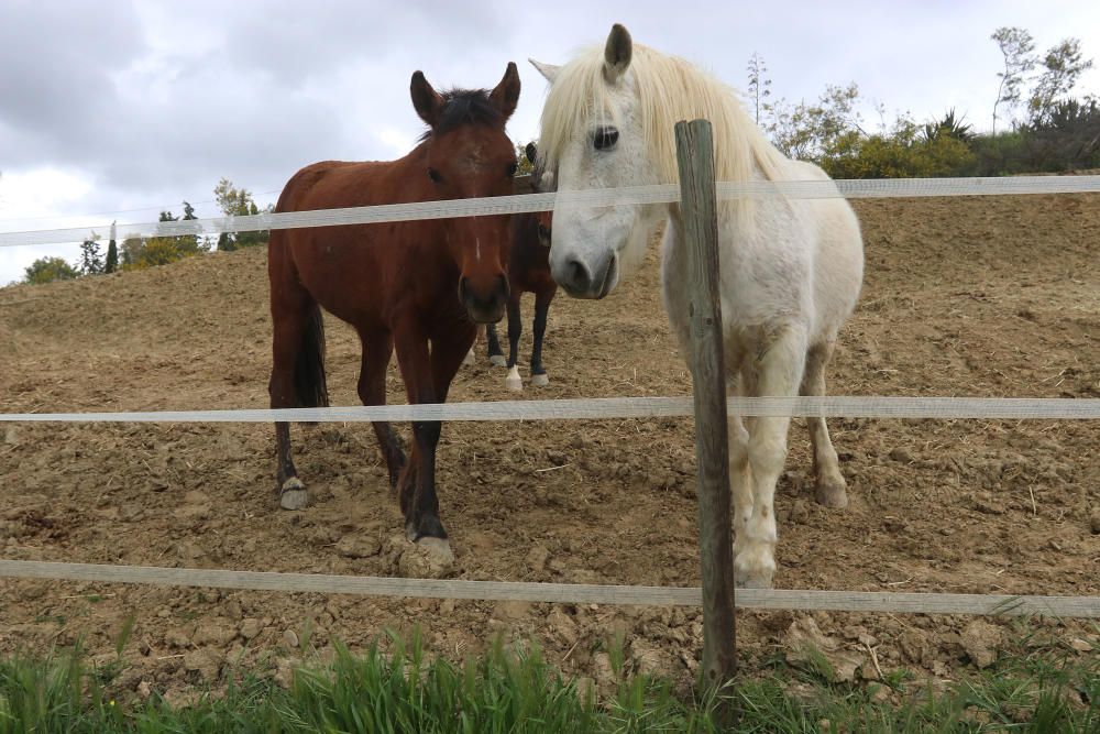 Santuario de caballos CYD Santa María en Alhaurín