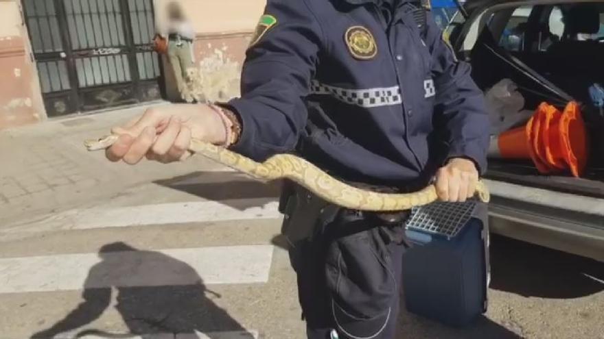 Recuperan una pitón real en el interior de un restaurante en València